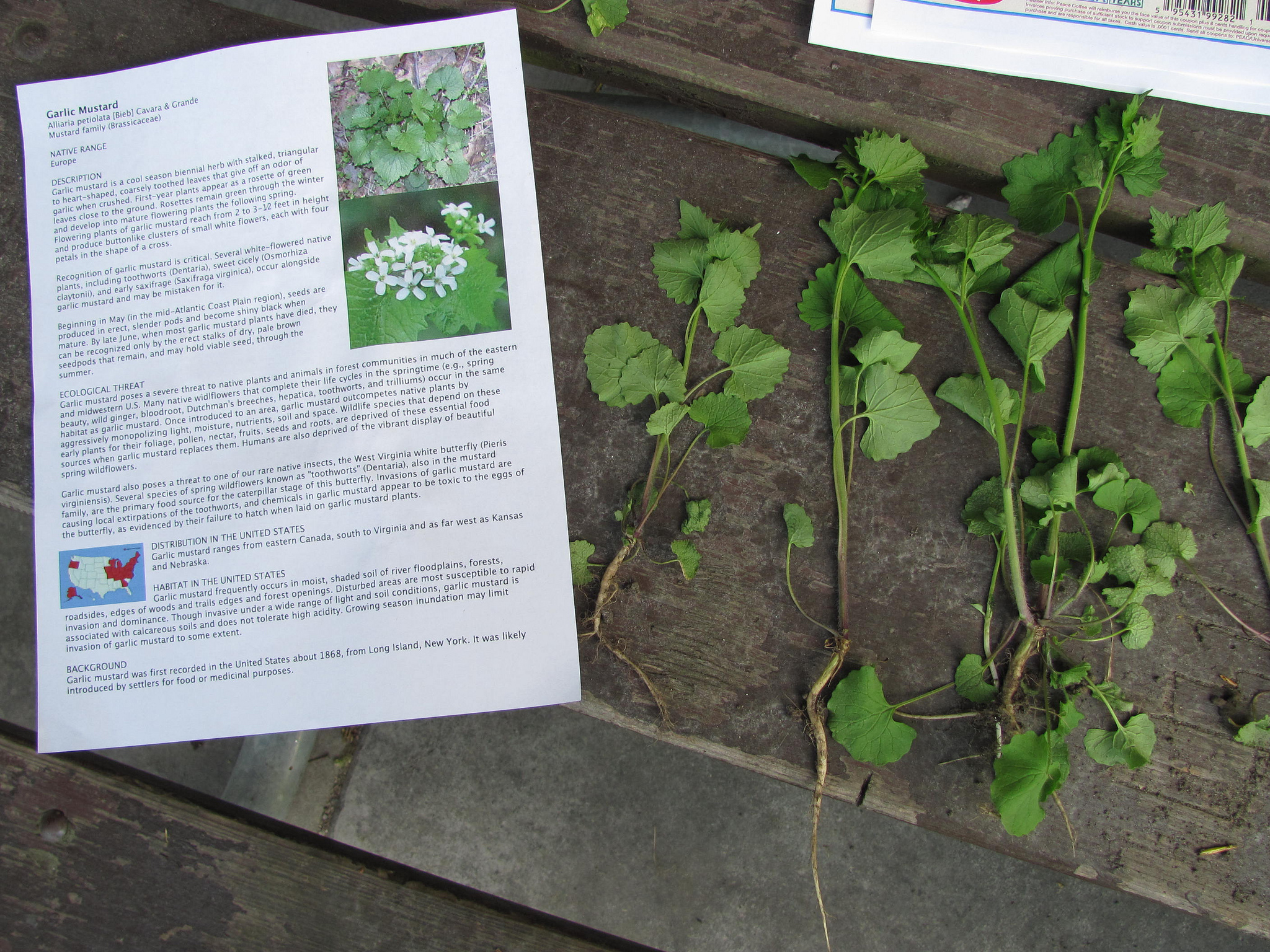 Help Remove Invasive Species Garlic Mustard Friends of the